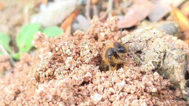 
Ground Bee Peeking Out(Individual E/Different Angle)Part 3 - Final Survey

