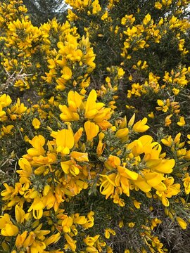 yellow gorse flowers background
