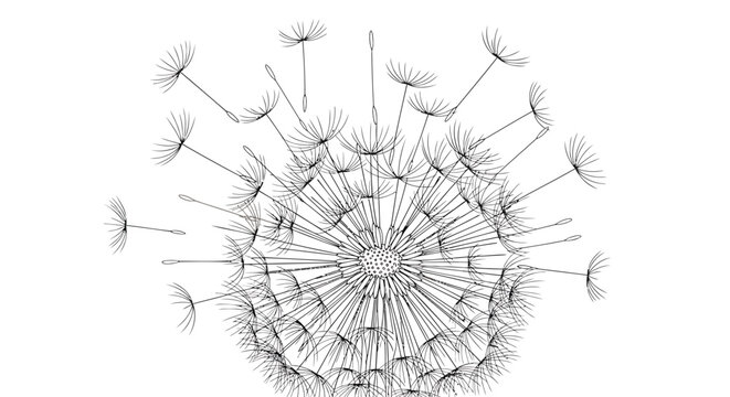 Dandelion, dandelion seeds, blowing dandelion, seed dispersal, botanical illustration