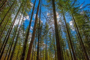 Fototapeta premium Forest in bright sunlight in springtime, Lage Vuursche, Utrecht, Netherlands, April 19, 2026