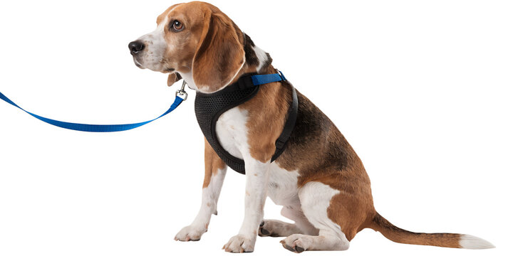 beagle dog sitting with blue leash attached, wearing harness, realistic fur texture, isolated on transparent background, png
