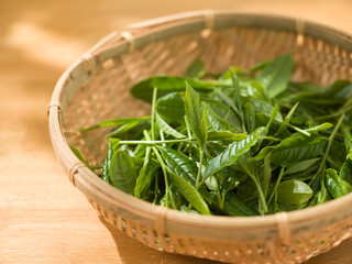 茶葉　新茶　手摘み