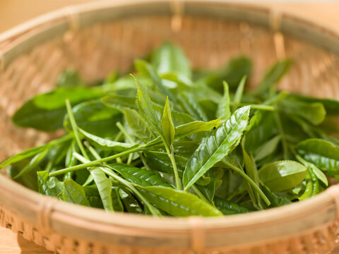 茶葉　新茶　手摘み
