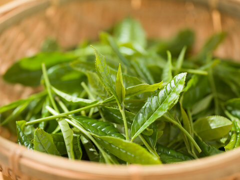 茶葉　新茶　手摘み