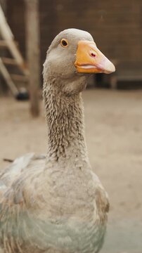 Frontal goose stare into camera with direct eye contact, upright neck and slightly open beak, animated alert