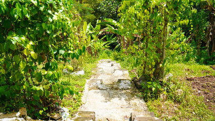 Fototapeta premium Rustic stone pathway leading through a dense tropical thicket in a sunny garden