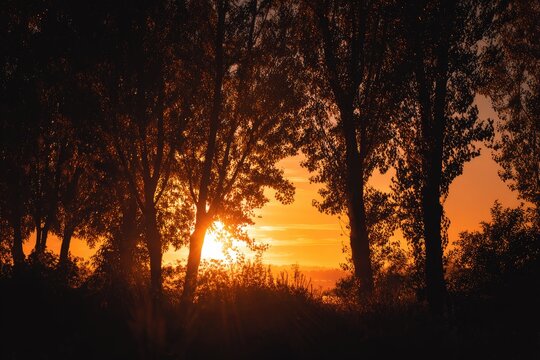 A stunning silhouette of trees frames a vibrant orange sunset, creating a peaceful and dramatic landscape scene.