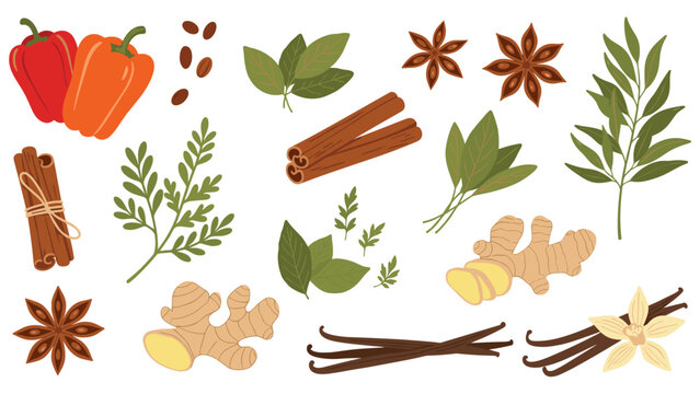 Assorted kitchen spices including cinnamon sticks ginger root star anise and vanilla pods are arranged in an organic collection.
