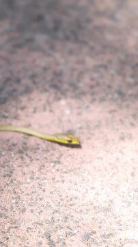 Small Green Snake Slithering Across Paved Ground in Bright Sunlight