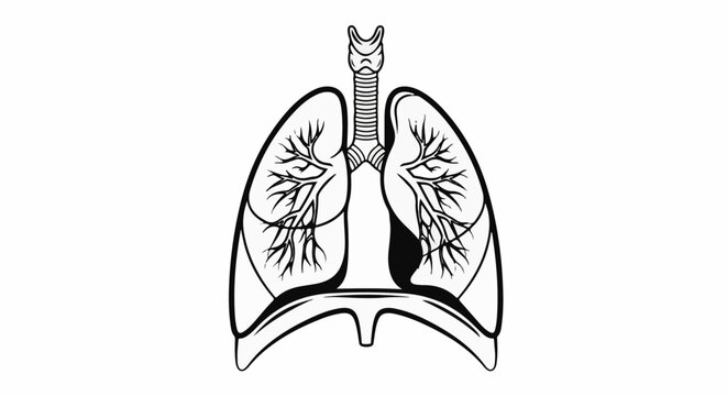 Artistic rendering of the human respiratory system with trachea and diaphragm
