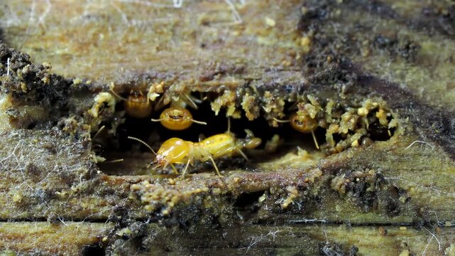 Termites are nesting in the timber.