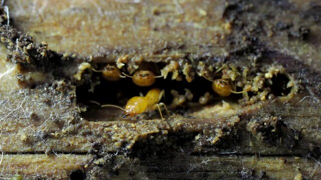 Termites are nesting in the timber.