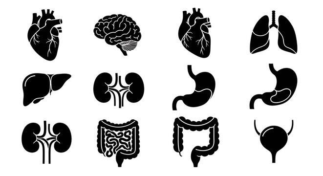 Human Body Internal Organs Silhouettes - Heart, Brain, Lungs, Liver, Kidneys, Stomach, Bladder.