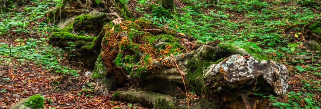 Large stone in a forest covered with lush green moss, capturing tranquil woodland atmosphere and untouched natural beauty.