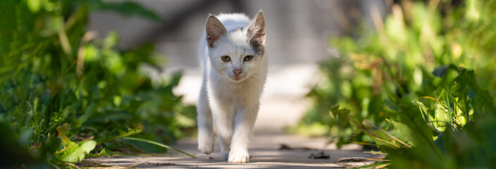 White cat walking gracefully across a surface, showcasing elegant movement, curiosity, and the natural poise of a domestic feline in motion. © Daniel