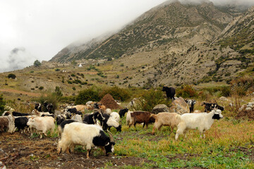 Obraz premium sheep in the mountains