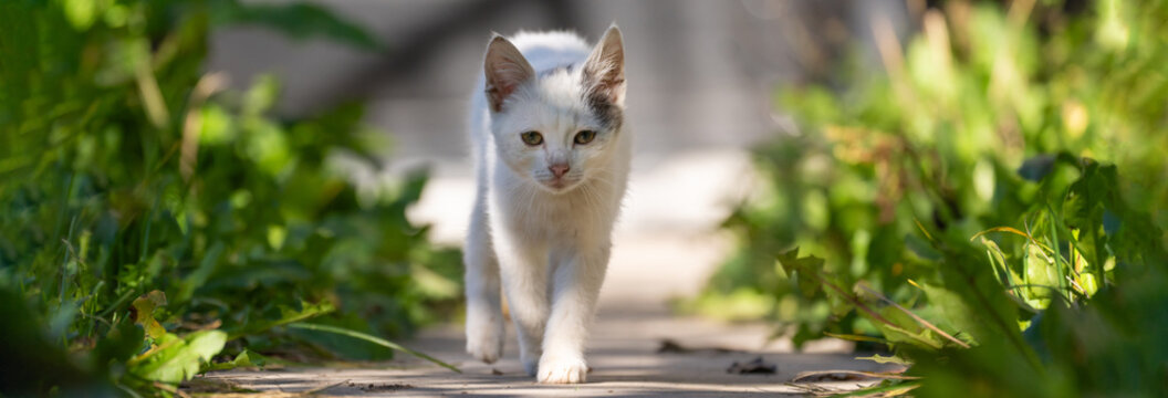 White cat walking gracefully across a surface, showcasing elegant movement, curiosity, and the natural poise of a domestic feline in motion.