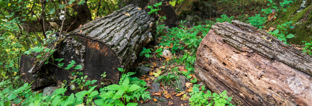 Broken tree trunk lying in forest after storm damage, symbolizing natural destruction, environmental impact, and fragile ecosystem in woodland landscape.
