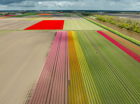 blooming tulip fields