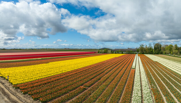 blooming tulip fields