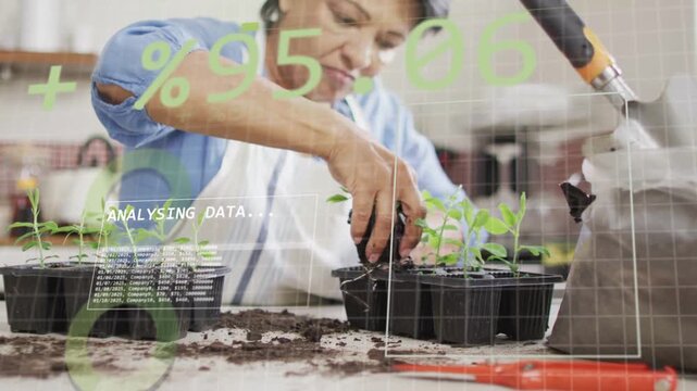 Vertical video: Sr gardener lifting plants into black tray for spacing as overlay showing ANALYSING