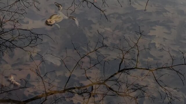 Toad at Early Spring  in Camorino, Bellinzona, Canton Ticino, Switzerland