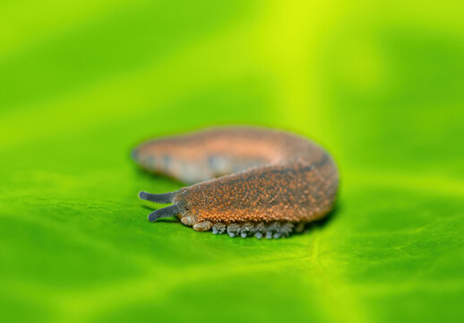 A beautiful polychrome velvet worm (Peripatopsis polychroma). A rare evolutionary invertebrate on a green leaf in KwaZulu-Natal, South Africa