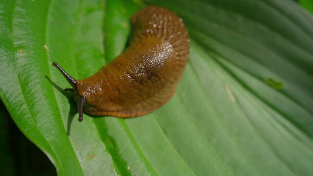 Close-up of invasive Spanish slug (Arion vulgaris) crawling on green leaf, highlighting texture and moisture, symbolizing pest infestation, ecological imbalance, and garden damage.