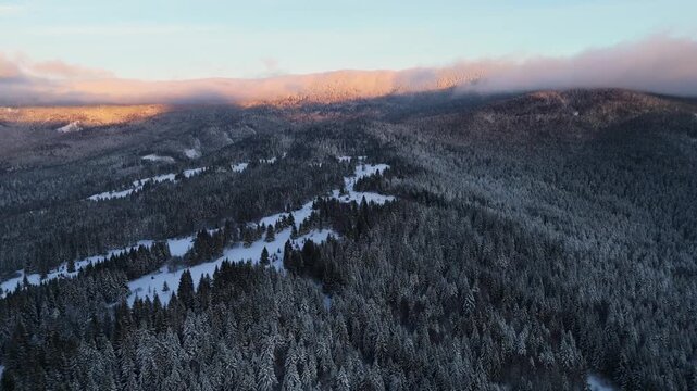 High angle view of snow-capped mountains and evergreen forest