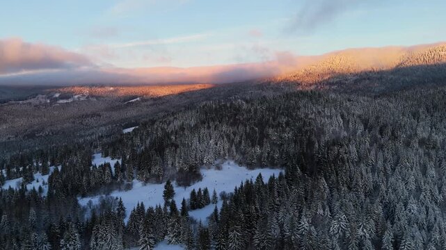 Drone shot of frozen coniferous woods during golden hour