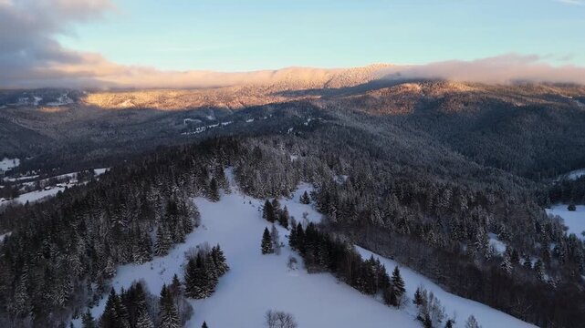Drone shot of frozen coniferous woods during golden hour