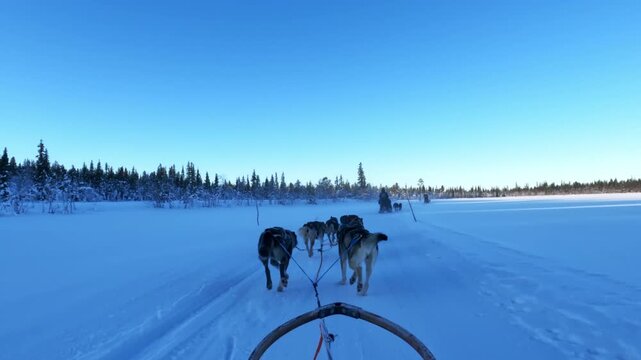Point of view from a sled crossing a frozen river as dogs pull forward, following other sled teams toward a forest.