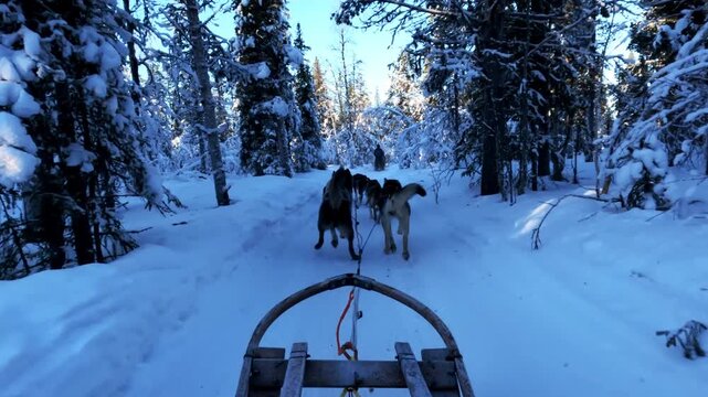 Dog sledding through arctic winter wonderland. Following a snowy forest trail under blue skies and sunlight.