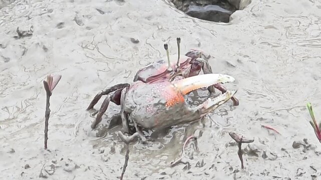 
Endangered White-clawed Fiddler Crab showing large claw behavior #003
학명:Austruca lactea

