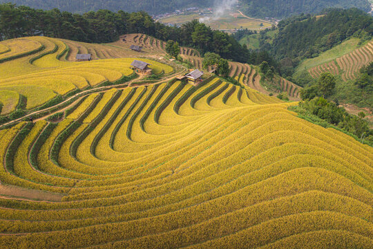 Aerial view of golden rice terraces cascading down the hillside with small huts nestled among the paddies, Mu Cang Chai, Vietnam.