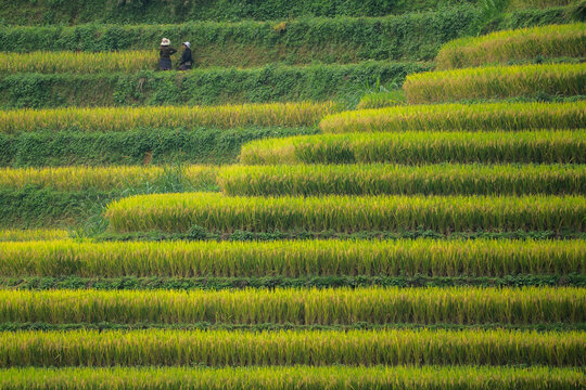 Aerial view of vibrant green and gold rice terraces cascade down the hillside, where farmers work diligently, Sapa, Vietnam.