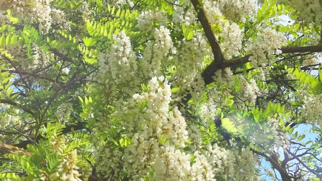 White acacia flowers, spring blossom. Beautiful Black Locust Robinia pseudoacacia blooming in a spring park, over blue sky