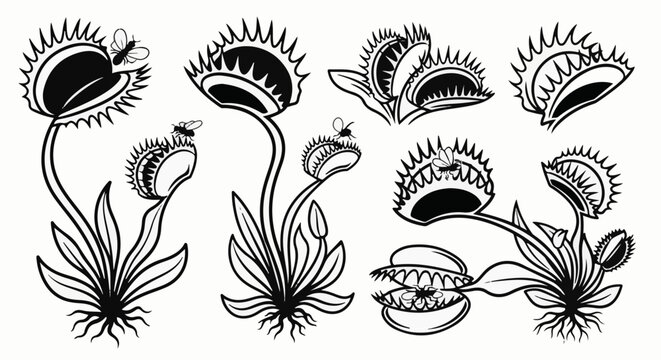 A collection of black and white line art illustrations of Venus flytraps capturing insects