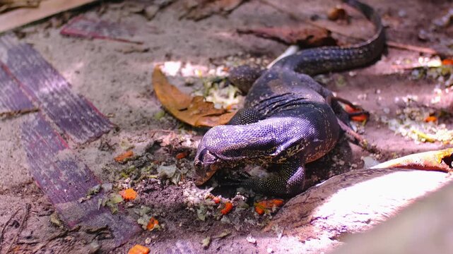 The monitor lizard sits and eats under the trees and sticks out its tongue. A giant lizard walks along the sandy beach of Komodo National Park in Indonesia. Komodo dragon Varanus komodoensis.