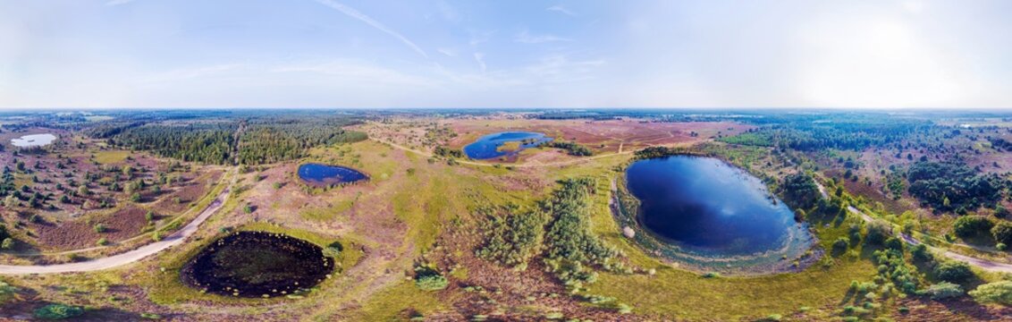 Aerial view of blooming heathland, grasses, lakes and a flock of sheep surrounded by forests, in 360 degrees panorama in summer, Leenderbos en Groote Heide, Noord-Brabant, Netherlands.