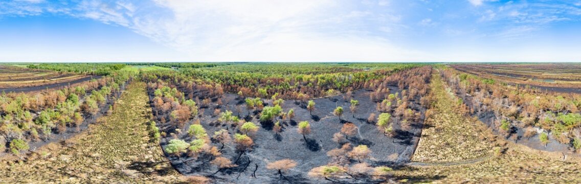 Aerial view of a landscape scarred by a forest fire, where black ash contrasts with the vibrant green of surviving trees, in 360 degrees panorama, Deurnsche Peel, Noord-Brabant, Netherlands.
