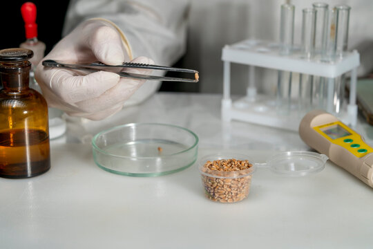 Laboratory testing of wheat seeds. Research on the analysis of agricultural grains and seeds under laboratory conditions.
