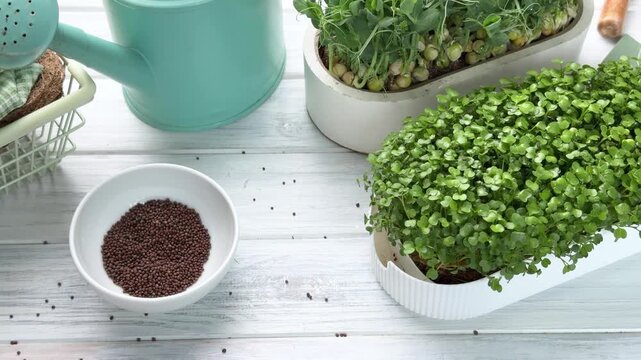 Sprouting microgreen seeds and growing plants on a table