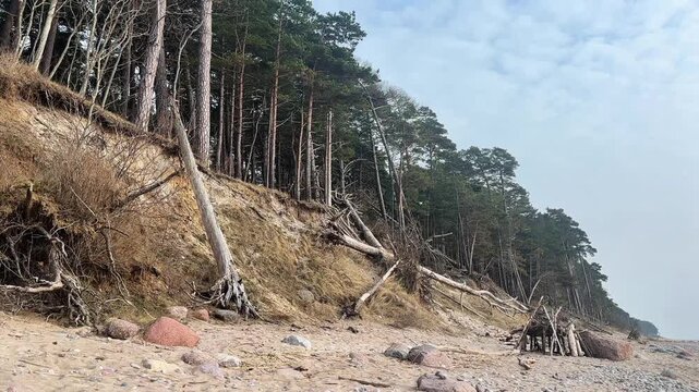 Tree fallen from eroding cliff onto sandy shoreline, natural coastal erosion process at Baltic Sea coast.