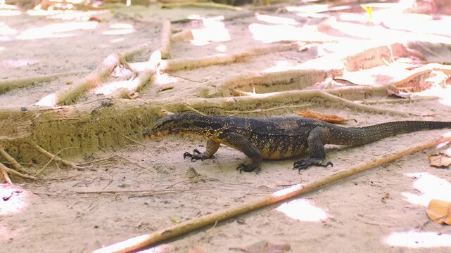 A monitor lizard walks on the sand between the trees. A giant lizard strolls along the sandy beach of Komodo National Park in Indonesia. Komodo dragon Varanus komodoensis.
