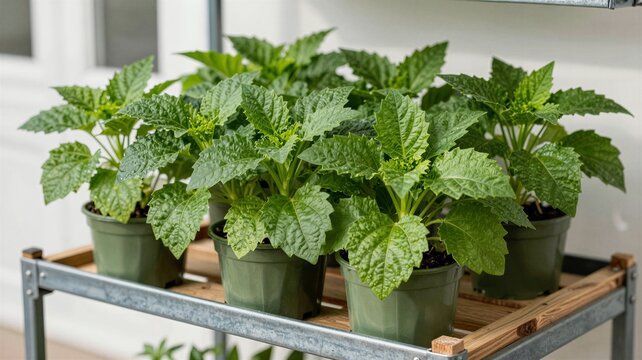 herbs in pots