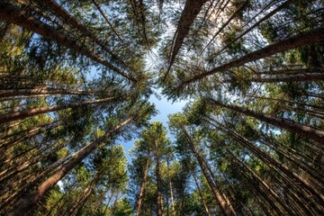 Fototapeta premium Tall trees reaching skyward from a forest floor, a serene, natural perspective