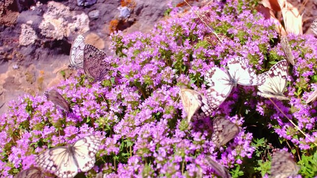 Many white butterflies sit on thyme flowers. Butterflies fly over flowers. The concept of spring and the pacification of nature. Butterflies pollinate plants and drink nectar.