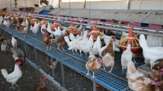 Group of brown and white chickens walking and eating in henhouse on farm. Poultry breeding concept