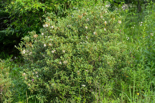 Rhododendron micranthum thrives in dry rocky crevices and mountain sites in Korea. This resilient evergreen shrub reflects the biological diversity of high altitude nature environments.